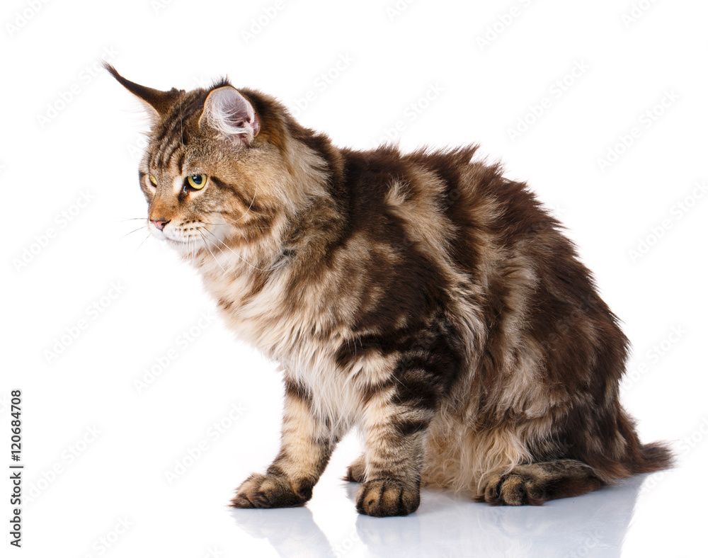 Obraz premium brown Maine Coon cat sits on a white background, photo studio
