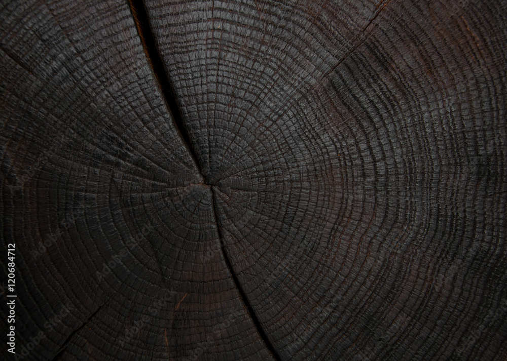 Obraz premium felling trees with cracks