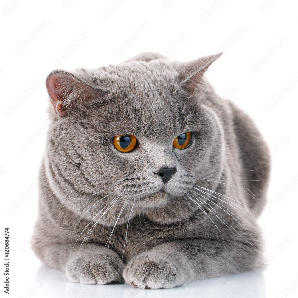 British Shorthair cat on a white background isolated