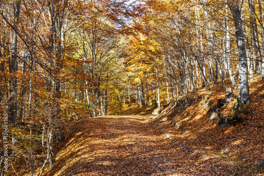 Fototapeta premium Beautiful colorful autumn path with yellow leaves