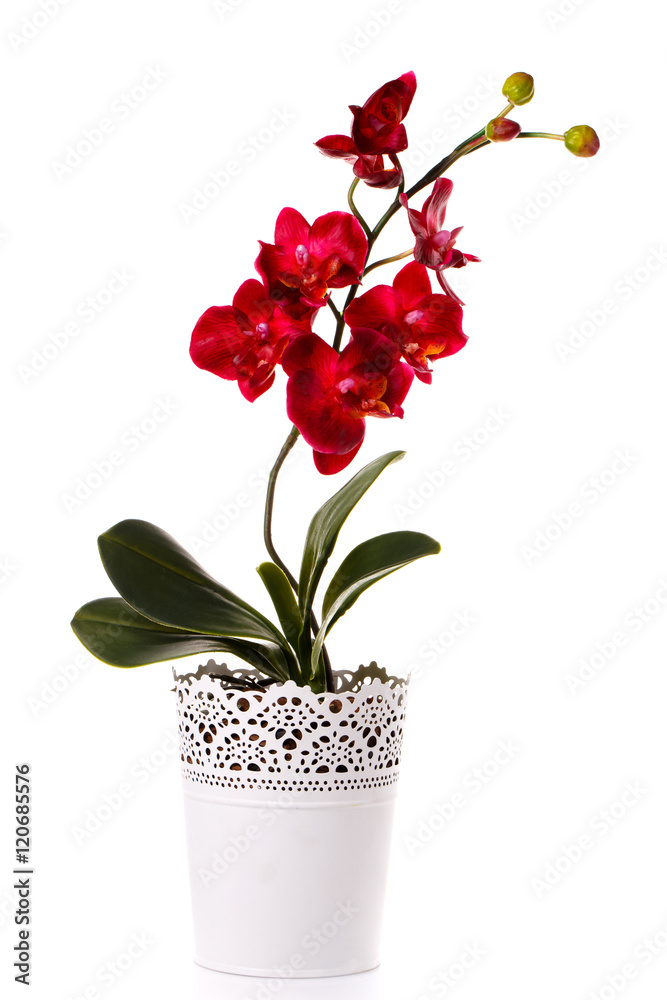 Naklejka premium orchid plant in a flowerpot isolated on white