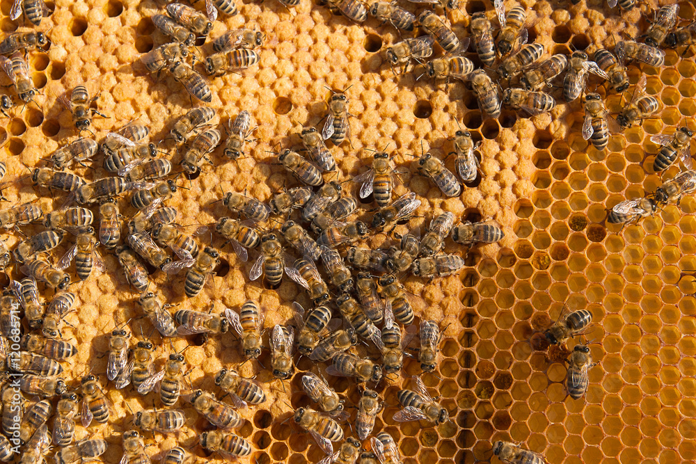 Busy bees inside hive with sealed cells for their young. Busy bees inside hive with sealed cells for their young.