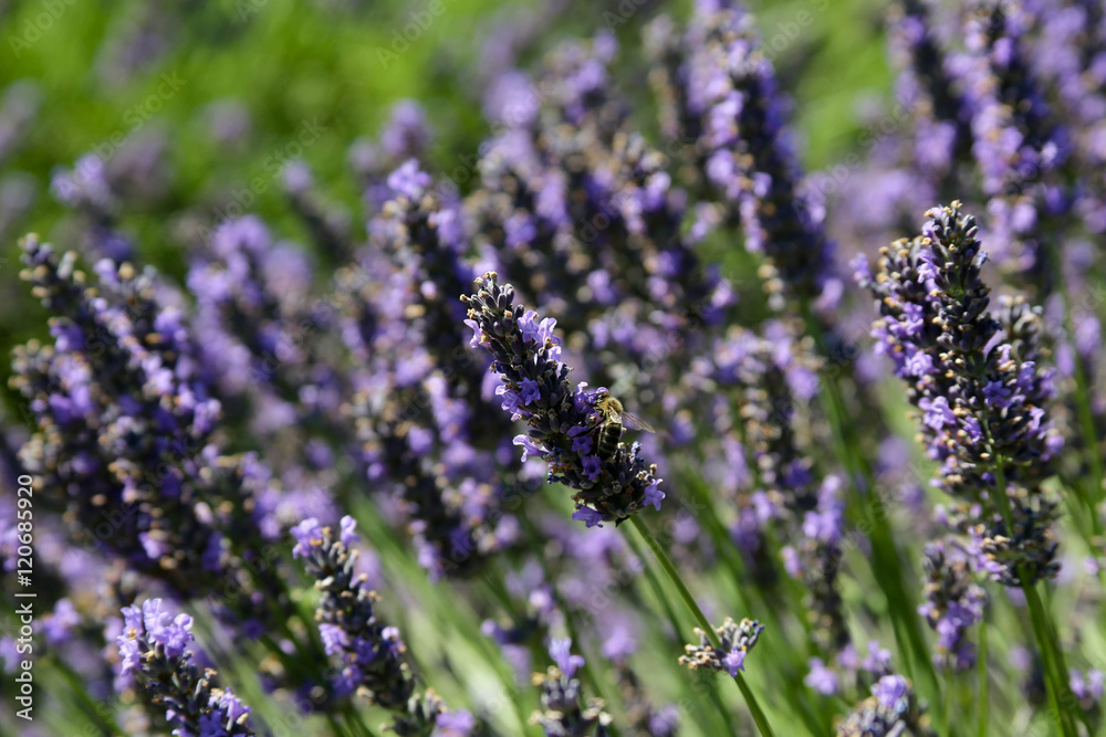 Obraz premium Bee on Lavender