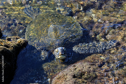 Sea turtle in rock pool with head out of water