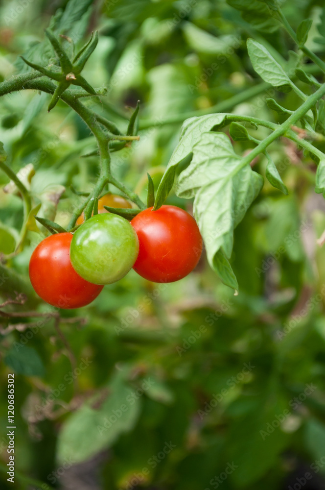 tomates cerise dans un jardin potager