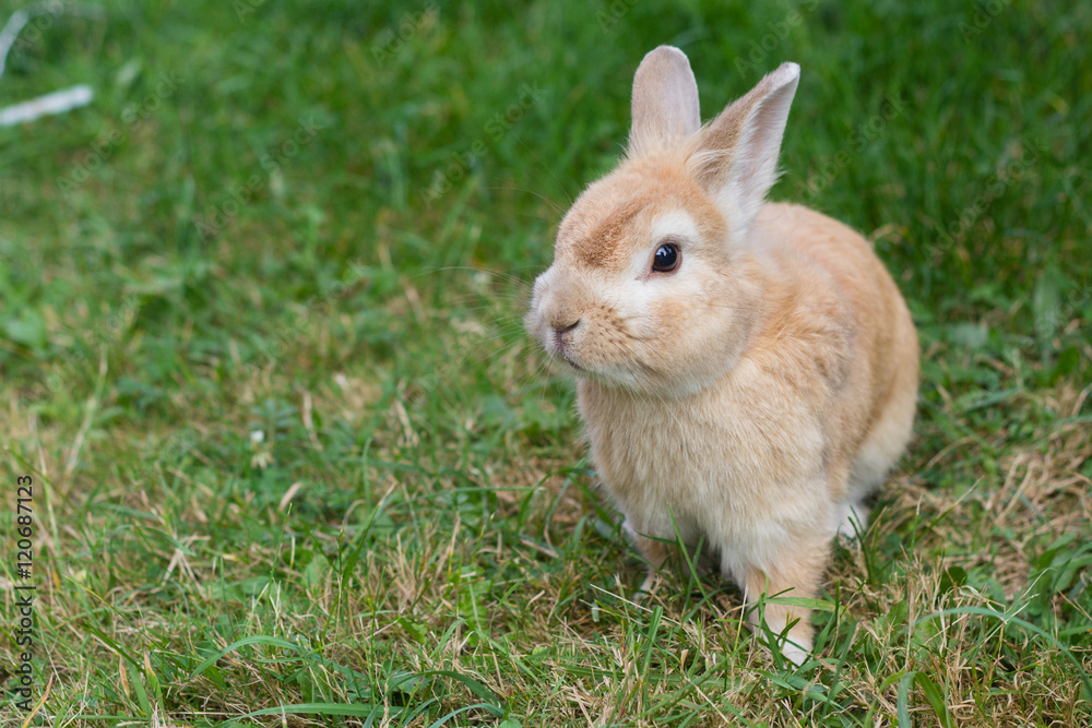 small brown rabbit on green grass in summer garden small brown rabbit on green grass in summer garden