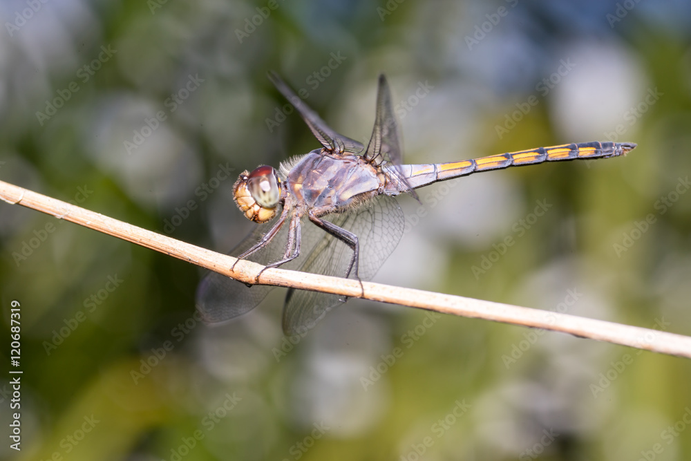 Yellow-tailed ashy skimmer (Potamarcha congener) on a twig Yellow-tailed ashy skimmer (Potamarcha congener) on a twig
