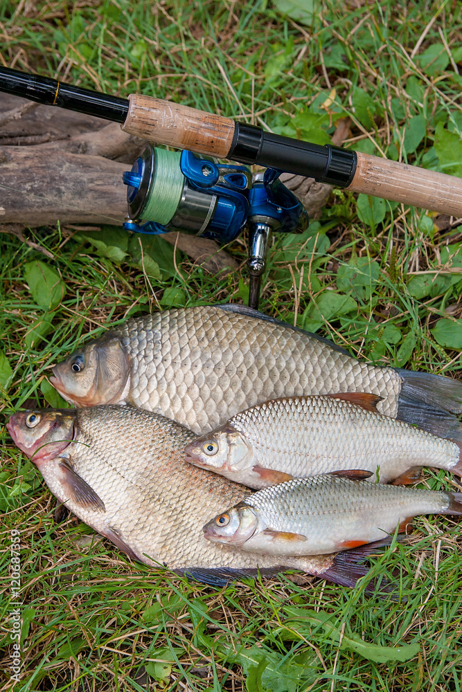 Several common bream fish, crucian fish or Carassius, roach fish Several common bream fish, crucian fish or Carassius, roach fish