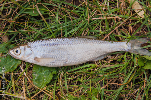 Bleak fish on the natural background.