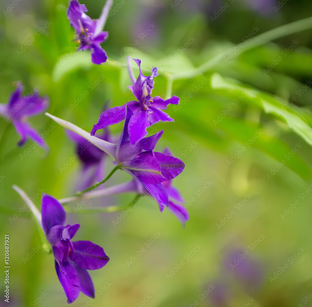 Wild violet flowers of Consolida Regalis Wild violet flowers of Consolida Regalis