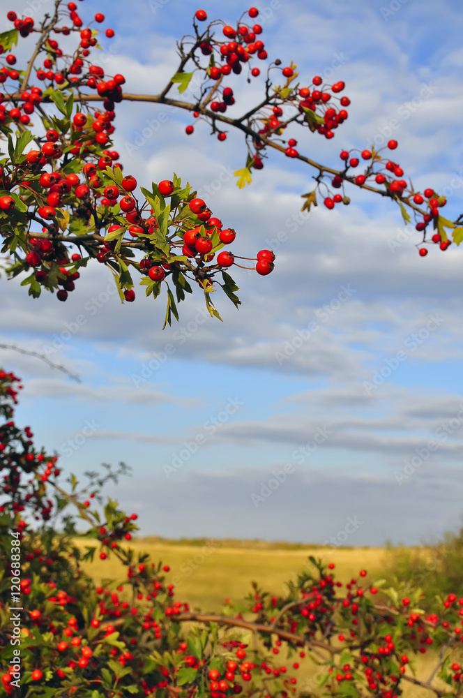 Branches with red ripe berries of hawthorn. In the background, yellow grass steppe and the blue sky with soft clouds. sunny warm autumn day.
