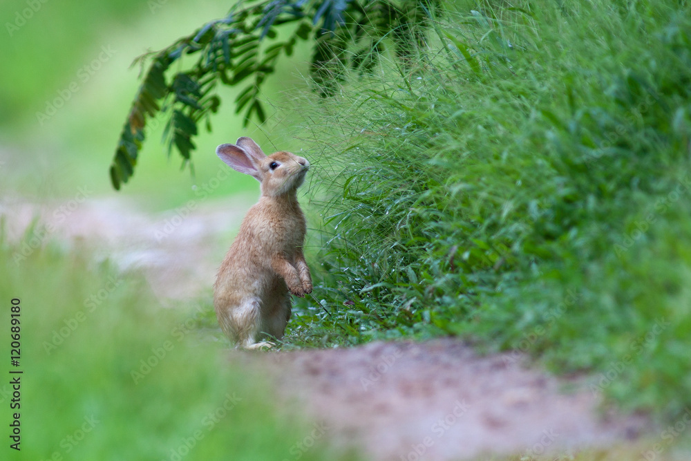 Fototapeta premium Little rabbit on green grass in summer day