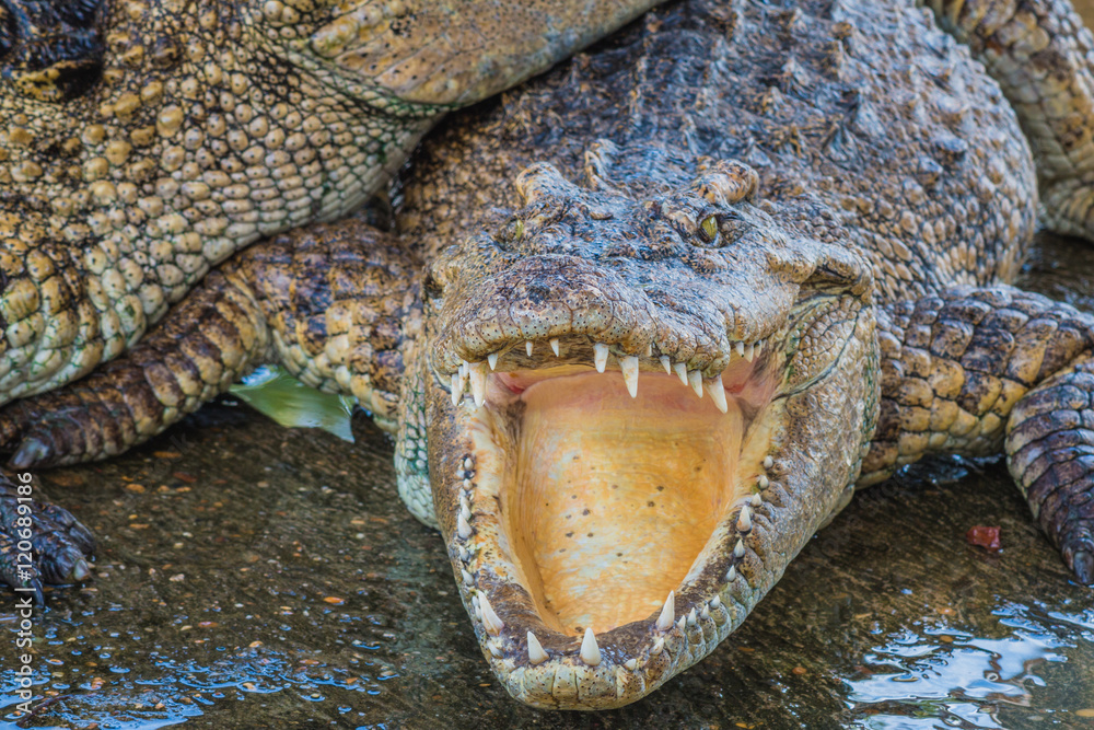 Fototapeta premium Close up Crocodile