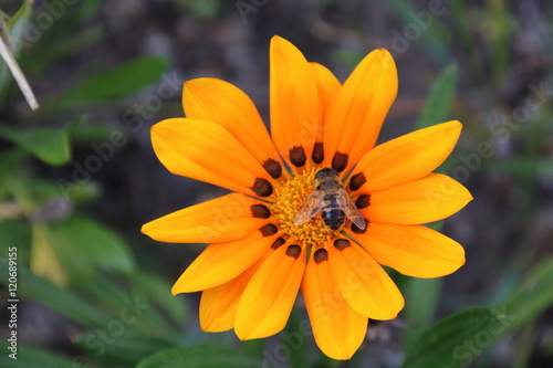 Gazania flower with bee