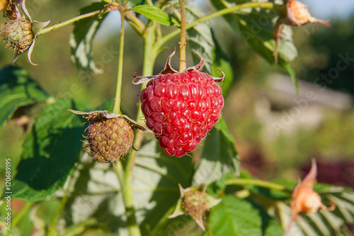Close up of the ripe and unripe raspberry in the fruit garden. G