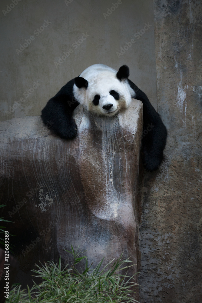 Naklejka premium Giant panda bear sleeping