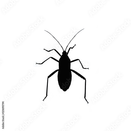 Black bug isolated on white background. Insect silhouette