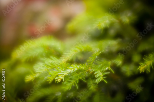 Soft focused detail of a pine tree
