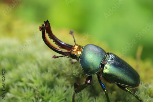 Papuan stag beetle (Lamprima adolphinae) male in Papua New Guinea

 photo