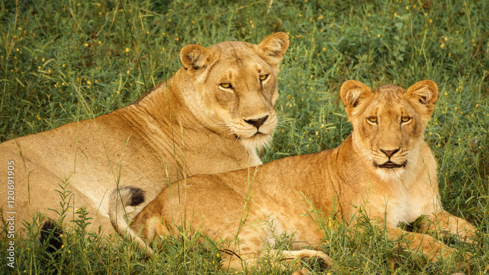 young pair of lions laid down looking at camera young pair of lions laid down looking at camera