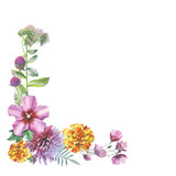 Wildflower chrysanthemum flower frame in a watercolor style isol