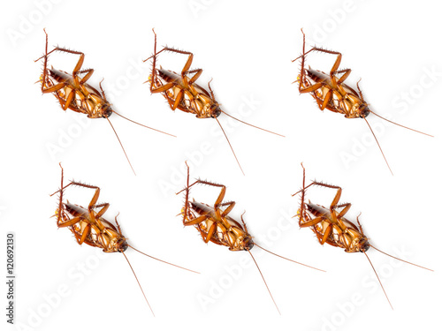 group of cockroach on white background © comenoch