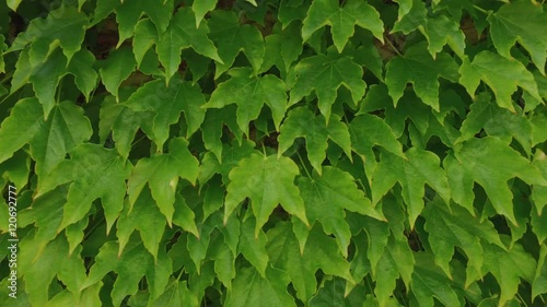 Sfondo con foglie di edera photo