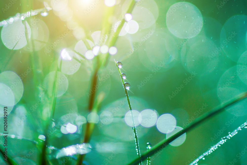 Fototapeta Fresh morning dew on spring grass, natural green light backgroun