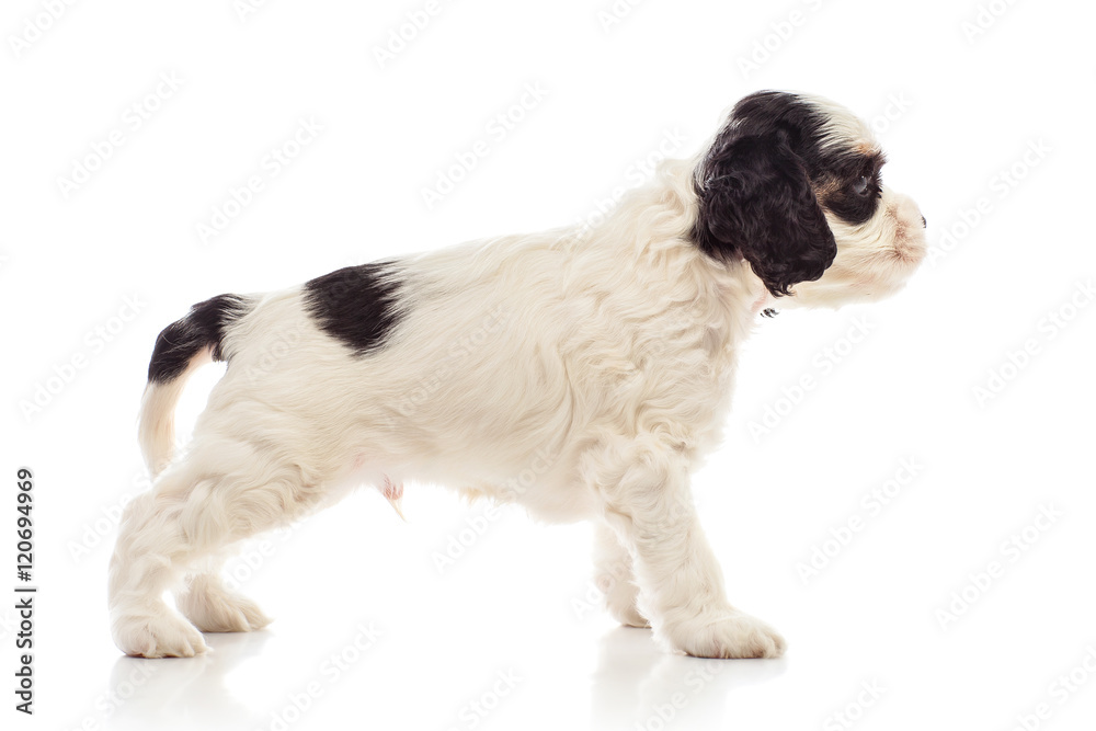 Сocker spaniel puppy Сocker spaniel puppy