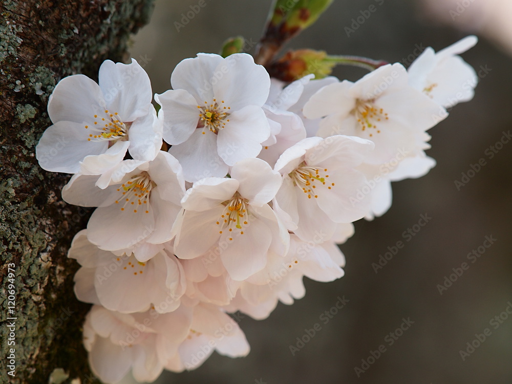 Fototapeta premium 桜の樹から桜ブーケ