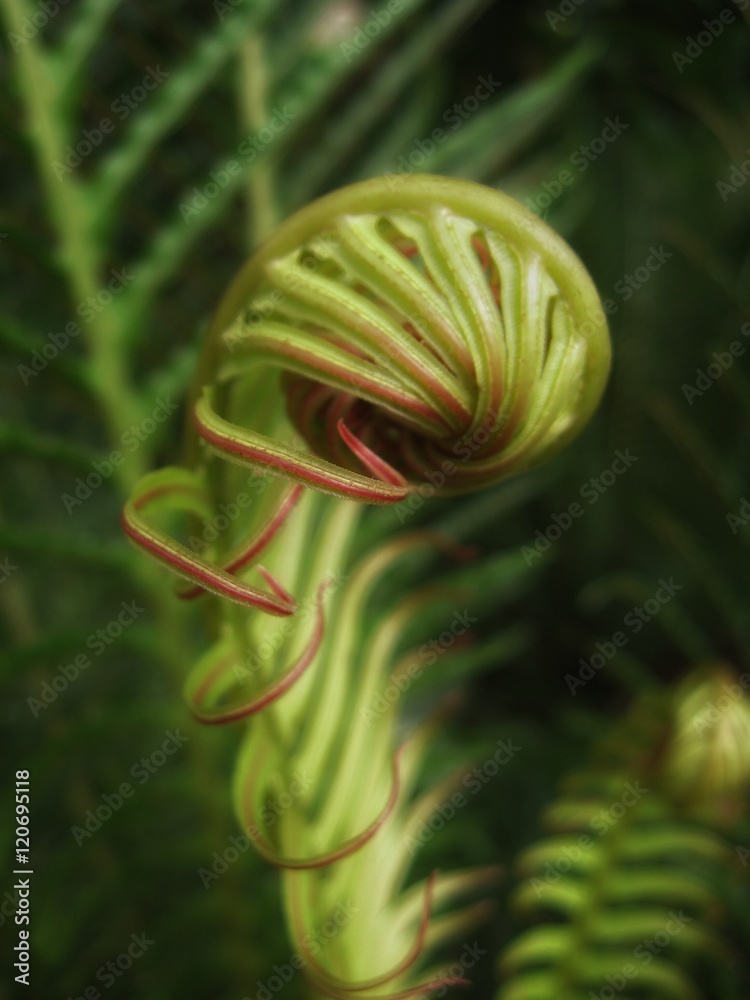 Good Morning Fern Good Morning Fern