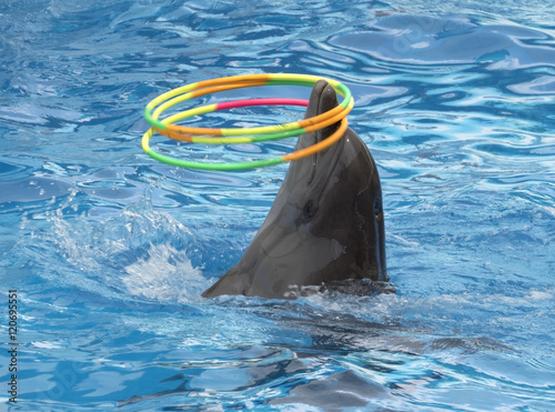 dolphin turns hoops