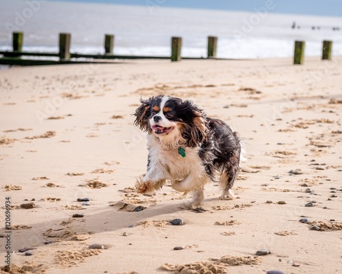 Cavalier King Charles Spaniel at the beach.