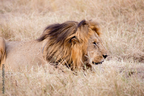 King Male Lion Portrait in Masai Mara , Kenya