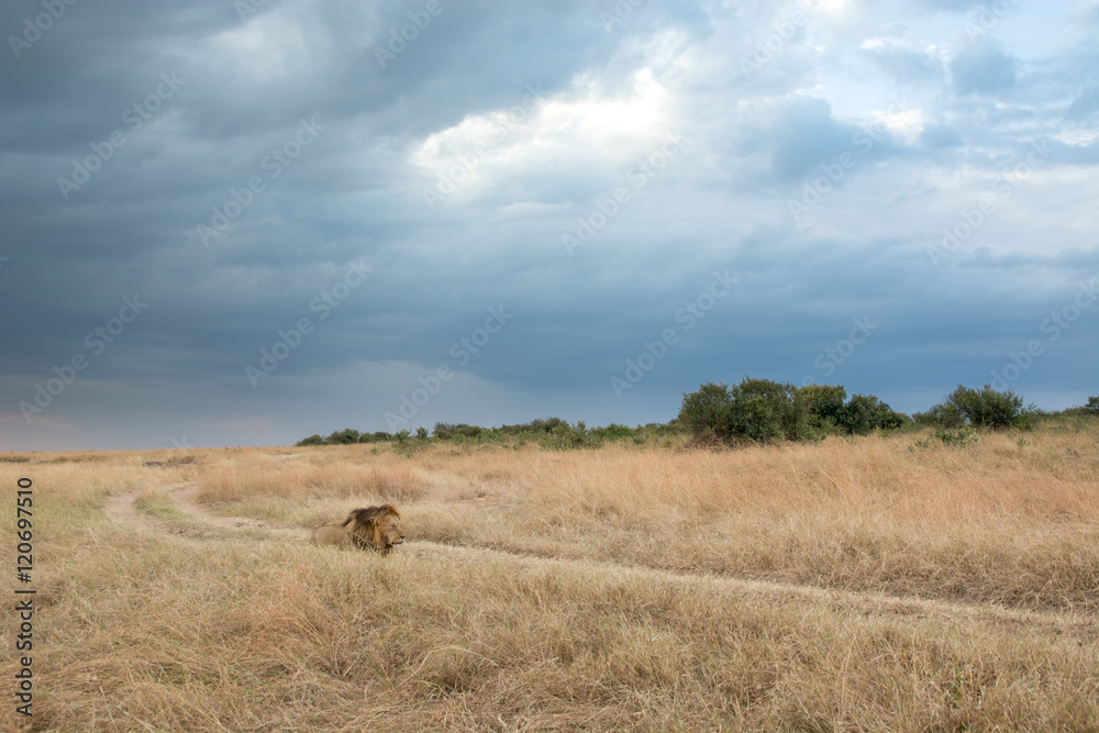 Obraz premium King Male Lion Portrait in Masai Mara , Kenya