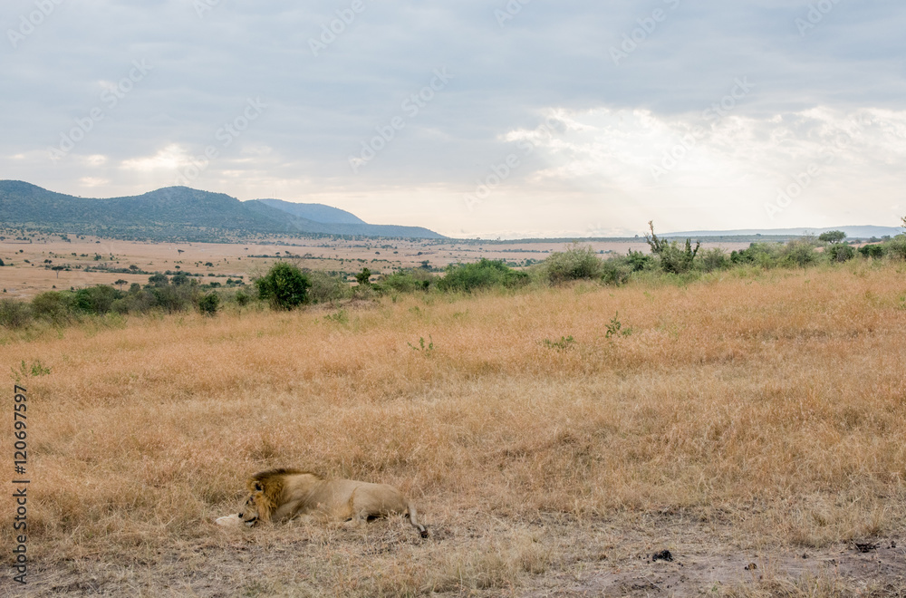 King Male Lion Portrait in Masai Mara , Kenya