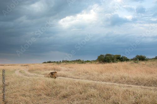 King Male Lion Portrait in Masai Mara , Kenya