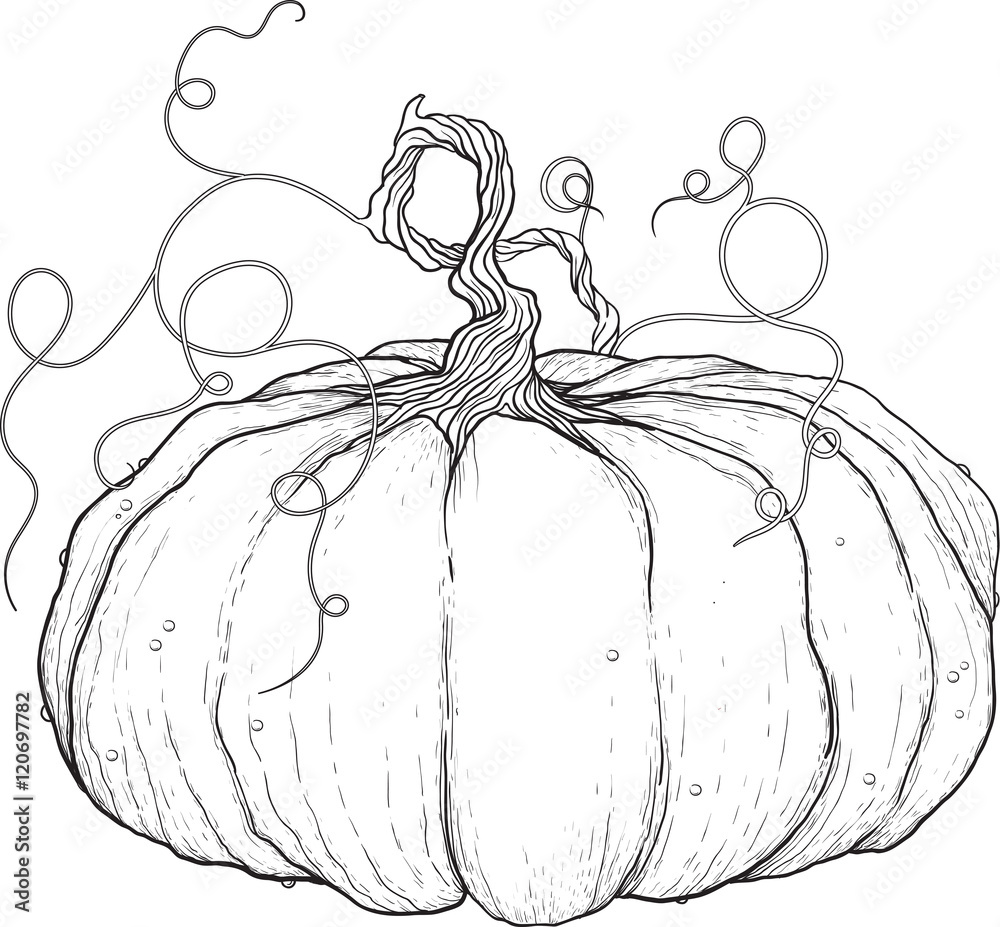 black and white drawing of big pumpkin with tail isolated on white ...