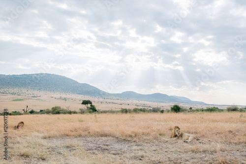 King Male Lion Portrait in Masai Mara , Kenya © AhmedElSheikh