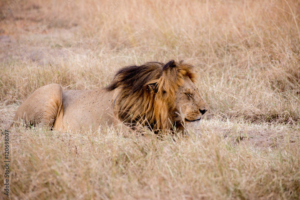 King Male Lion Portrait in Masai Mara , Kenya King Male Lion Portrait in Masai Mara , Kenya