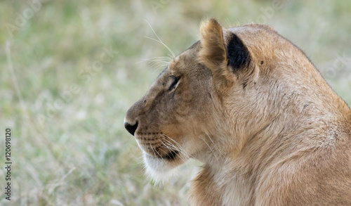 Lioness in the Wilderness of Masai mara   Kenya   Africa