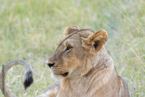 Lioness in the Wilderness of Masai mara   Kenya   Africa