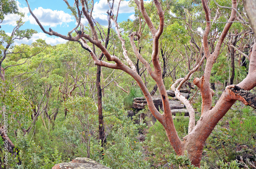 Sydney Red Gum (Angophora costata) tree in open forest in the Royal National Park, Sydney, Australia photo