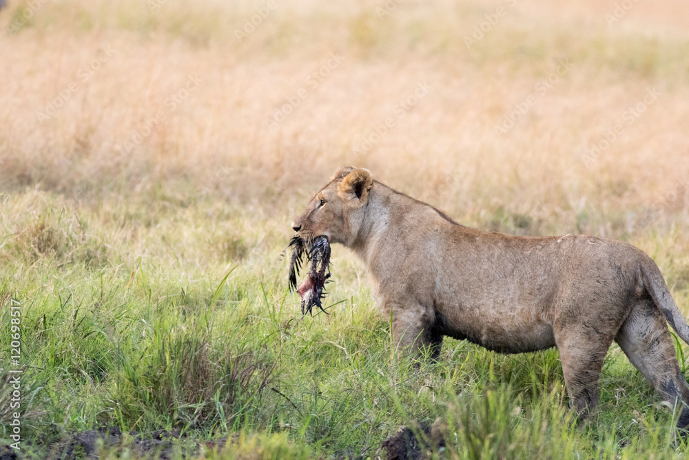 Fototapeta premium Lion Eating a Prey in Masai mara