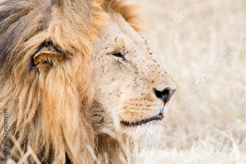 King Male Lion Portrait in Masai Mara   Kenya