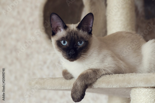 Obraz na plátně Siamese cat