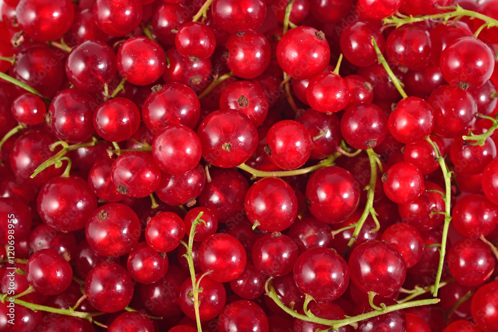 Fresh red currant close up as background Fresh red currant close up as background