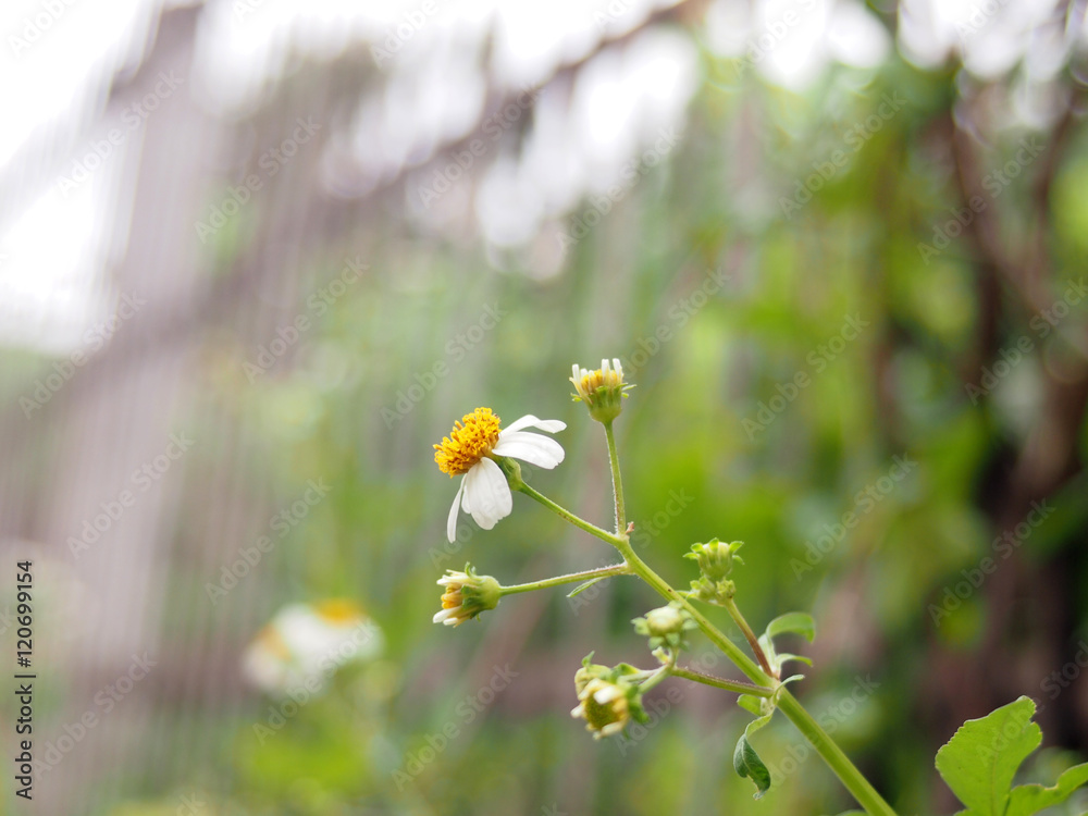 Fototapeta premium grass flower on side walk