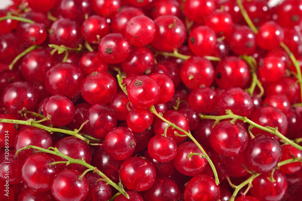 Fresh red currant close up as background Fresh red currant close up as background