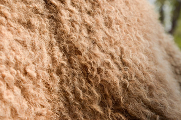 Fotobehang Kameel Detail van kameelvacht textuur  © J.NATAYO